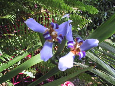 Iris