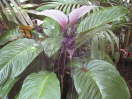 Bat Flower