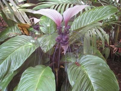 Bat Flower