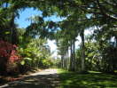 Palm lined drive