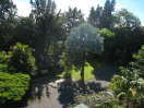 Bismarkia palm from roof