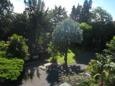 Bismarkia palm from roof